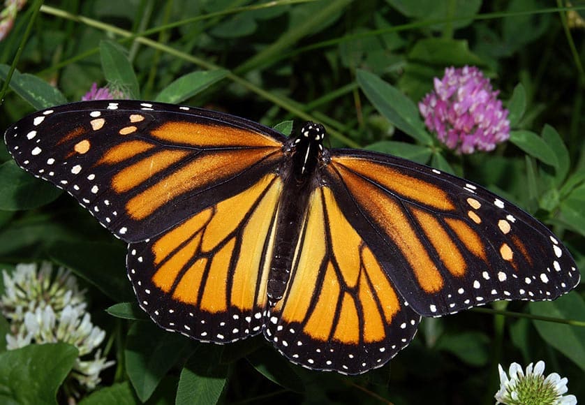 ‘The iconic monarch butterfly is now officially an endangered species close to extinction due to climate change and habitat loss’