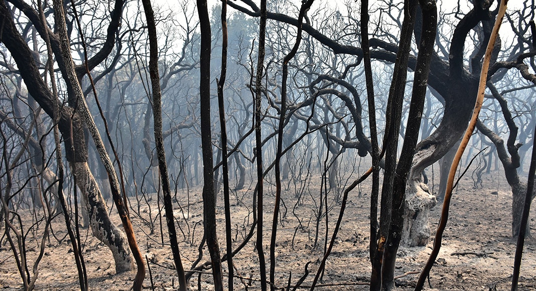 Monchique fire: EDP and employee named suspects