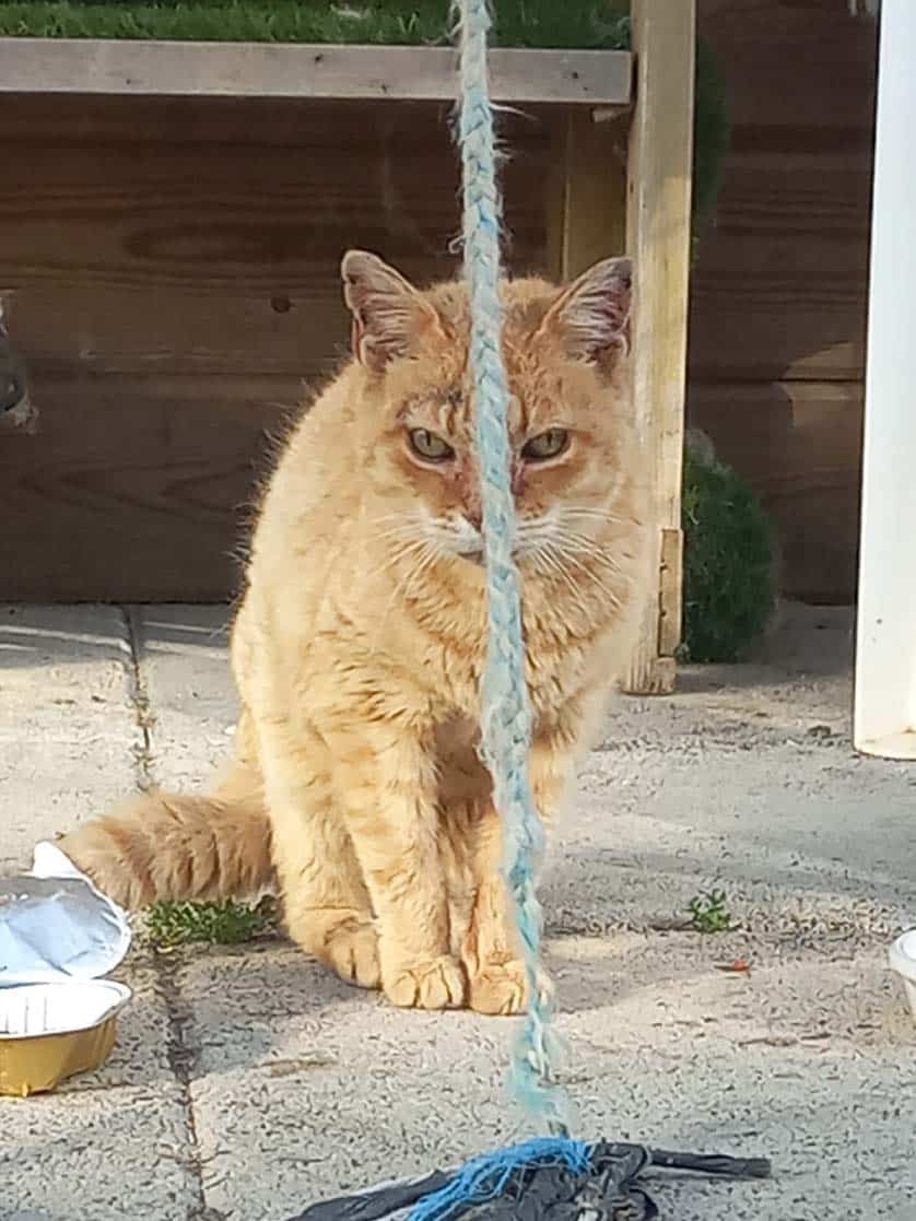 Mulu, female Photo: AEZA-FACEBOOK