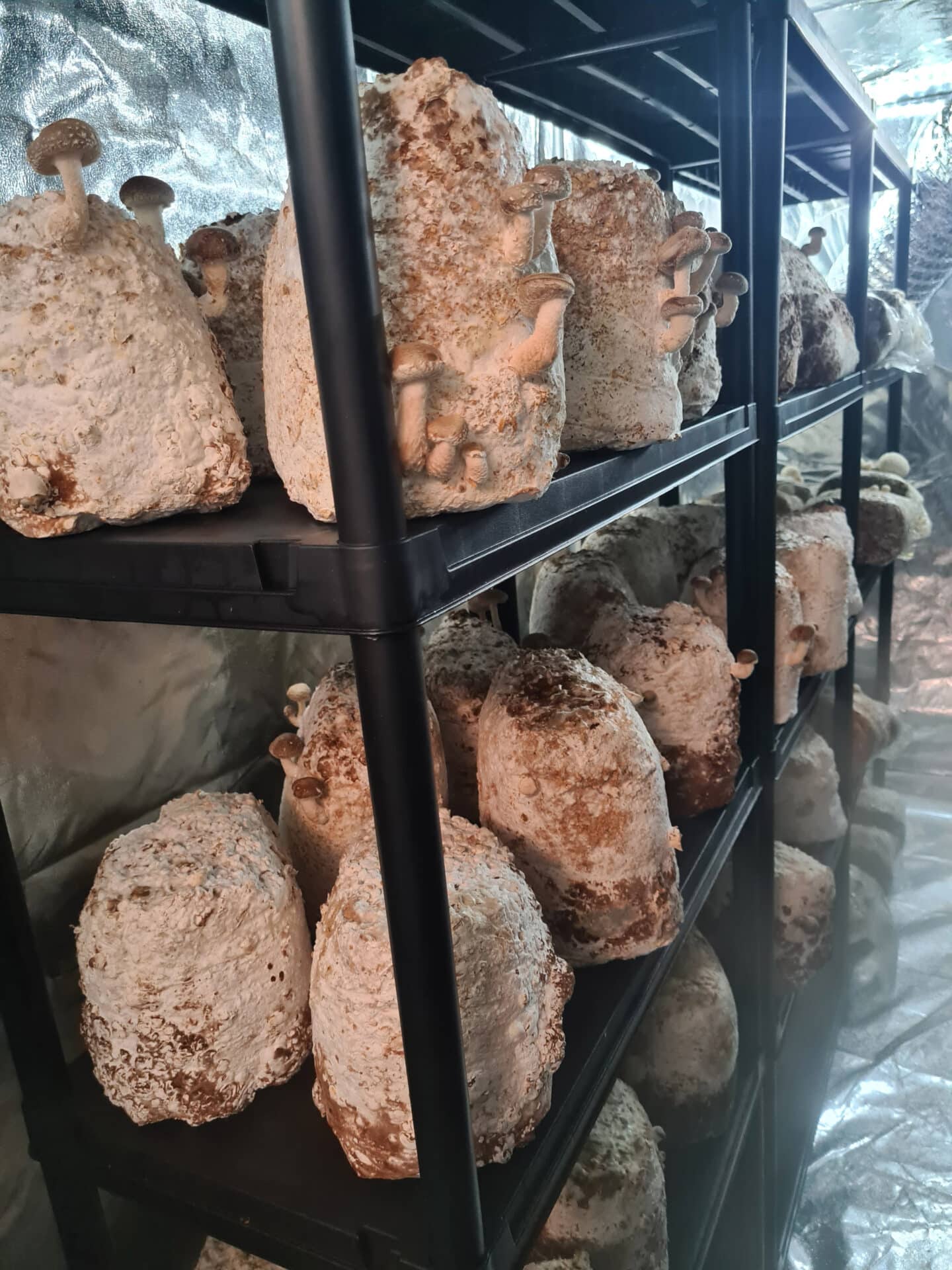 Mushrooms growing in sawdust