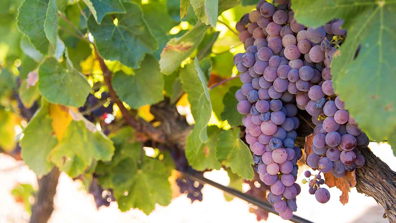 Negra Mole wine course in Lagoa