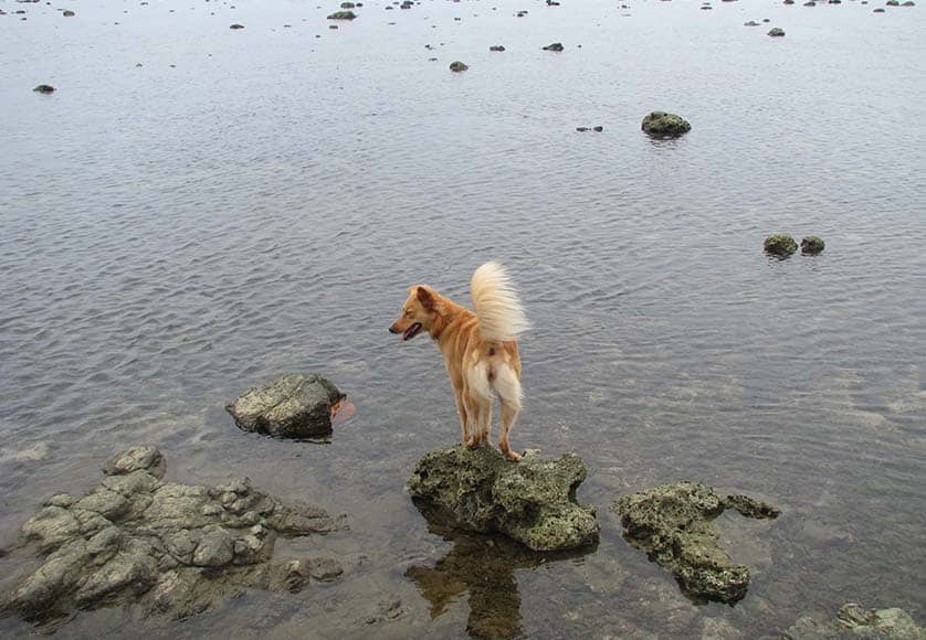 The ups and downs of rescuing a dog|The ups and downs of rescuing a dog|The ups and downs of rescuing a dog
