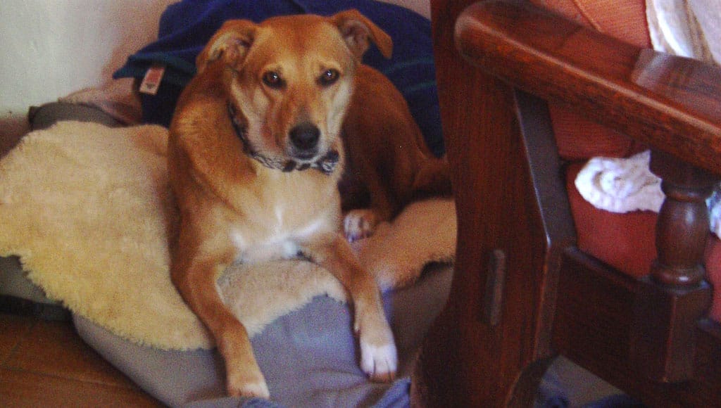 Nola has settled into her new home|Jenny at work