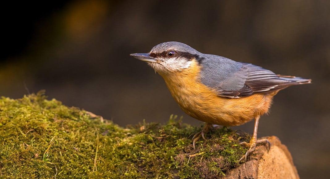 Nuthatch|Juvenile nuthatch|Short-toed treecreeper collecting nest material using its tail as a support|Treecreeper camouflaged