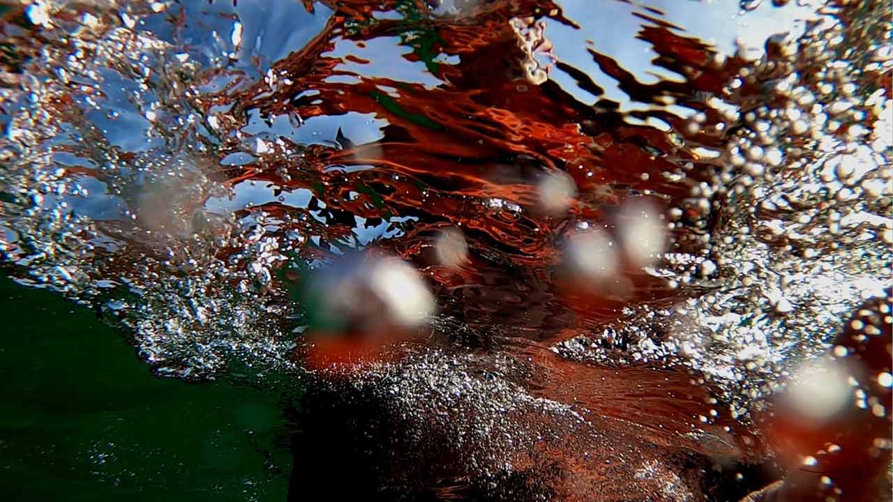 O-Fantástico-Mundo-Surfistic-05