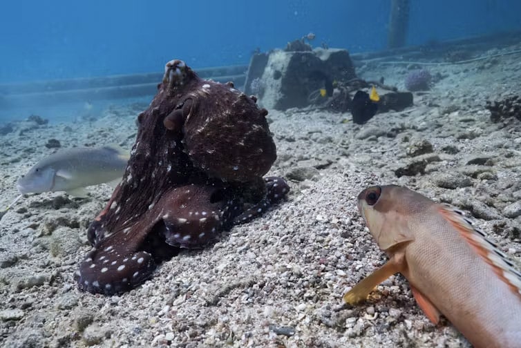 Octopus