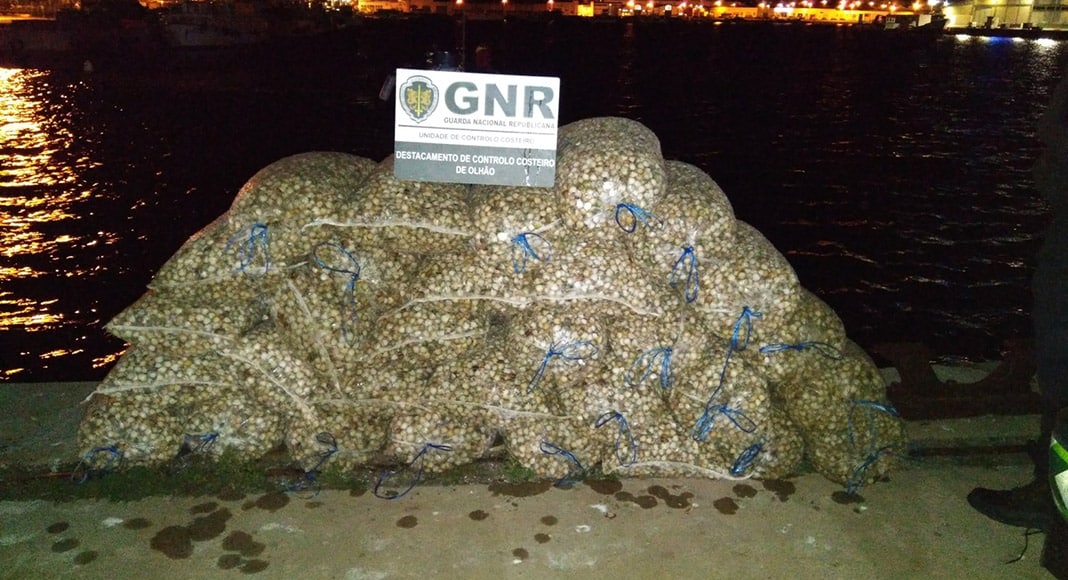 GNR police seize 1.7 tonnes of illegally captured cockles in Algarve