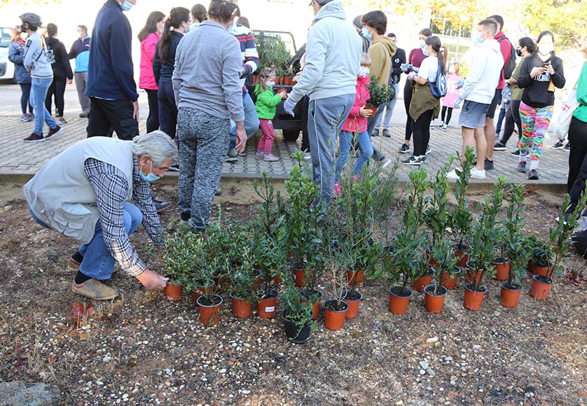 Volunteers to plant 42,000 trees in eight Algarve boroughs