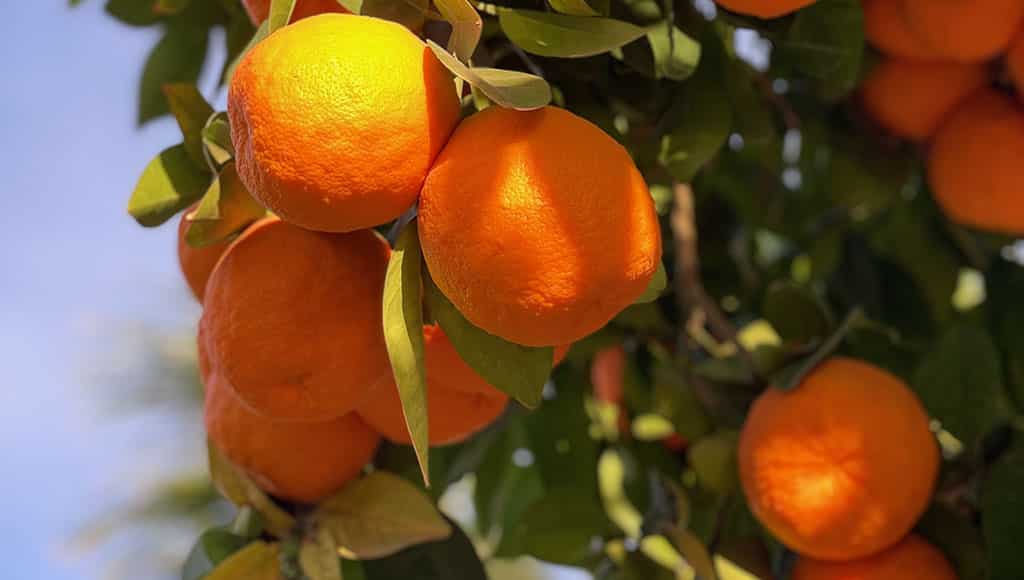 Oranges of Portugal|Decorative orange trees in Marbella, Spain|Duck a l'orange