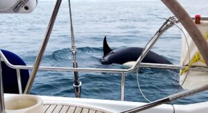 Orcas sink yet another boat off coast of Portugal