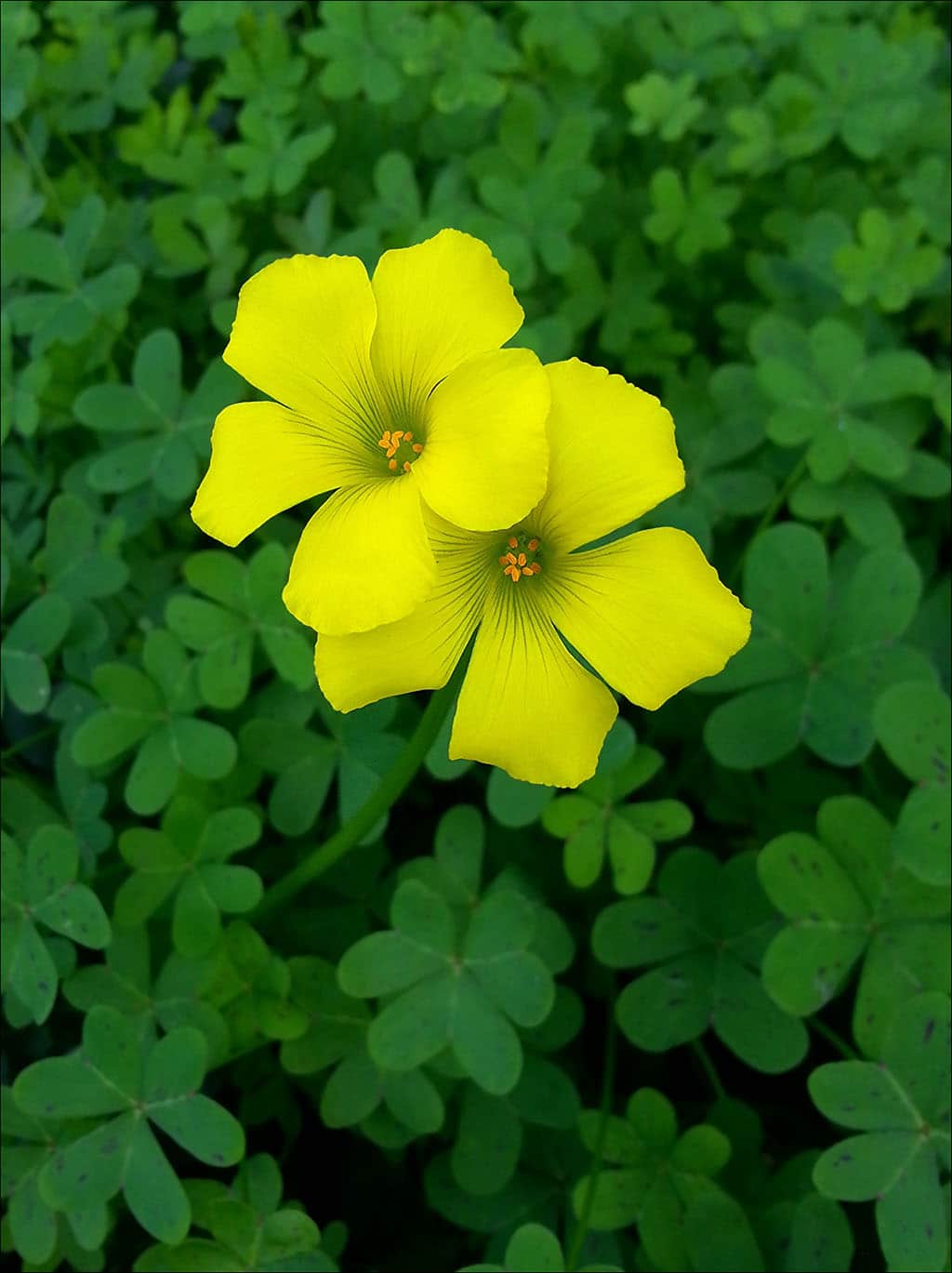 Oxalis pes-caprae|Oxalis double flowers|Oxalis pes-caprae root|Oxalis pes-caprae