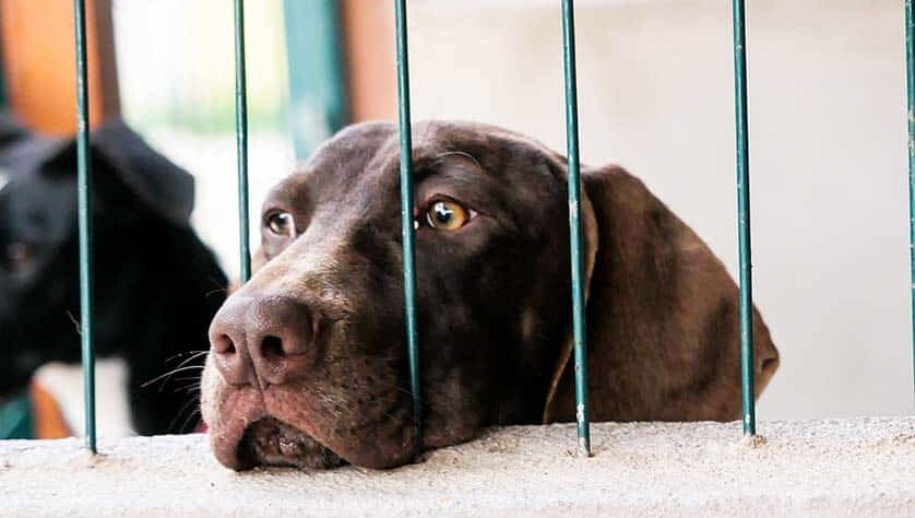 dog looking behind bars|Photo: ANIMAL RESCUE ALGARVE|Photo: ANIMAL RESCUE ALGARVE|Hush, male Photo: AEZA-FACEBOOK|Photo: ANIMAL RESCUE ALGARVE|Mulu, female Photo: AEZA-FACEBOOK