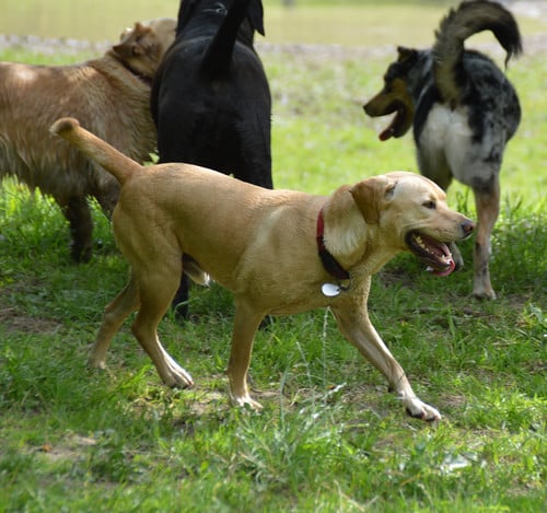 Pack of dogs|The quiet countryside