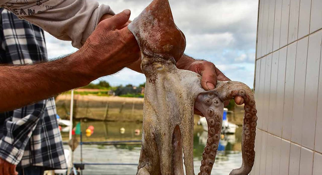 Scientists and fishermen work together to develop sustainable methods to catch octopus