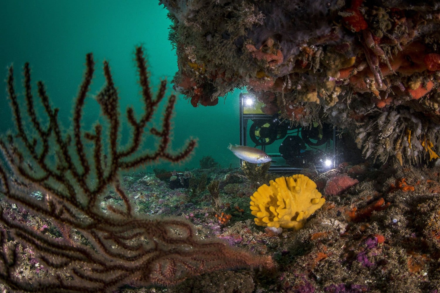Algarve set on becoming top international diving destination