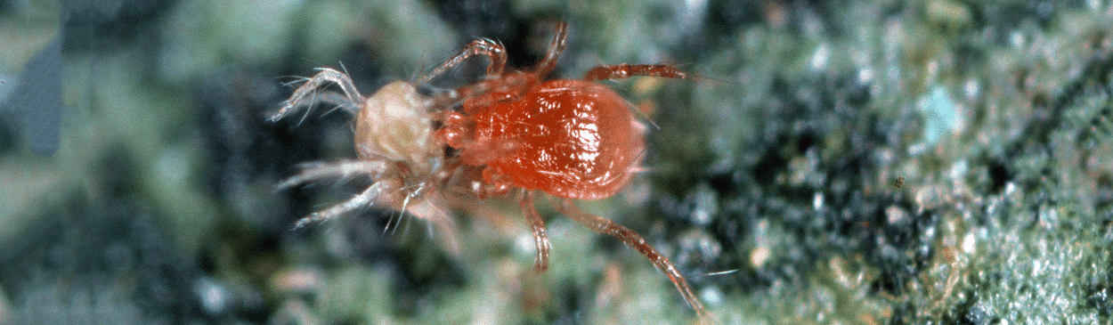 murder-diogo-goncalves-696x276-1|Bacteria - Photo: Pixabay