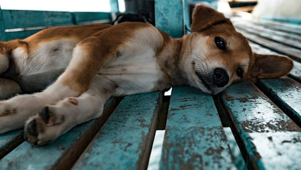 Pet care - Photo Jesse Schoff Unsplash|Gary and Wendy from Pet Park - get well soon, Wendy!
