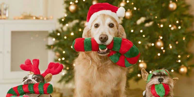 Christmas Sing-Along in aid of Algarve’s animals in need