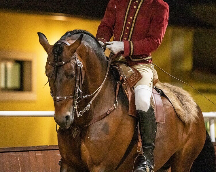 Algarve Equestrian Gala - Photo Escola Portuguesa de Arte Equestre|