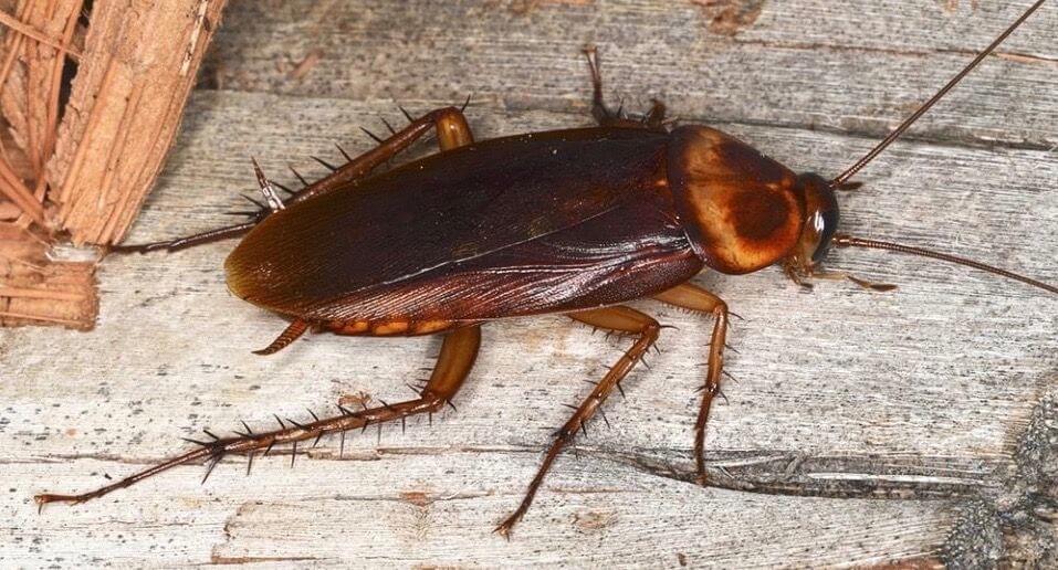 Pittsburgh-American-Cockroach