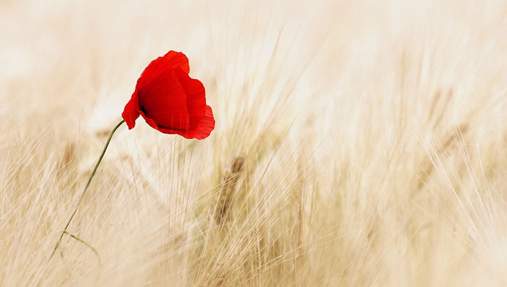 Poppy and wheat - Photo Pixabay|Minoan Poppy Goddess, Heraklion Museum|Opium Poppy seed head - Photo Hugo Oliveira|Poster JUNE AAA reduced