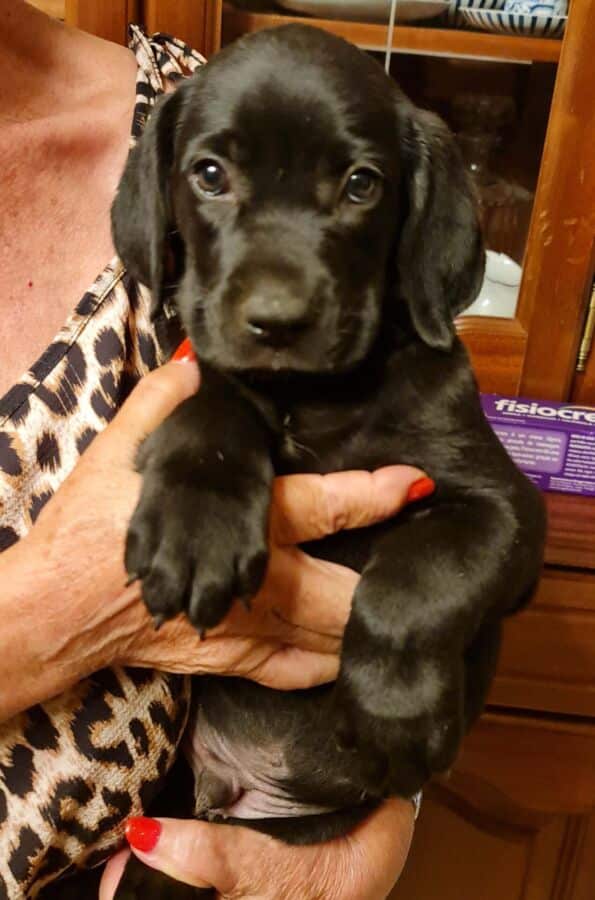 Puppy looking for home