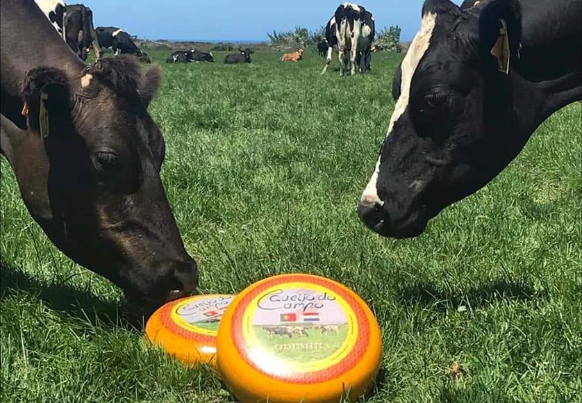 Queijo do Campo|Queijo do Campo|Queijo do Campo|Queijo do Campo|Queijo do Campo|Queijo do Campo