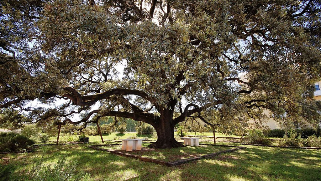 Quercus rotundiolia São Bras|Cork oak and garden view|Monchique oak|Q canariensis Monchique|Quercus coccifera|Young Oaks and garden planting