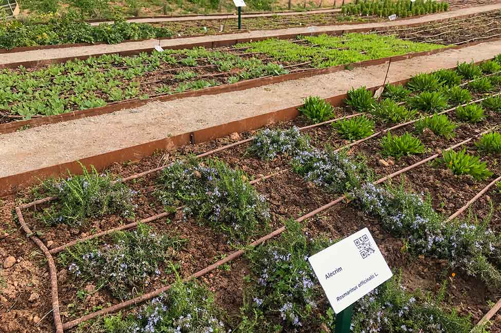 Querença’s botanical garden