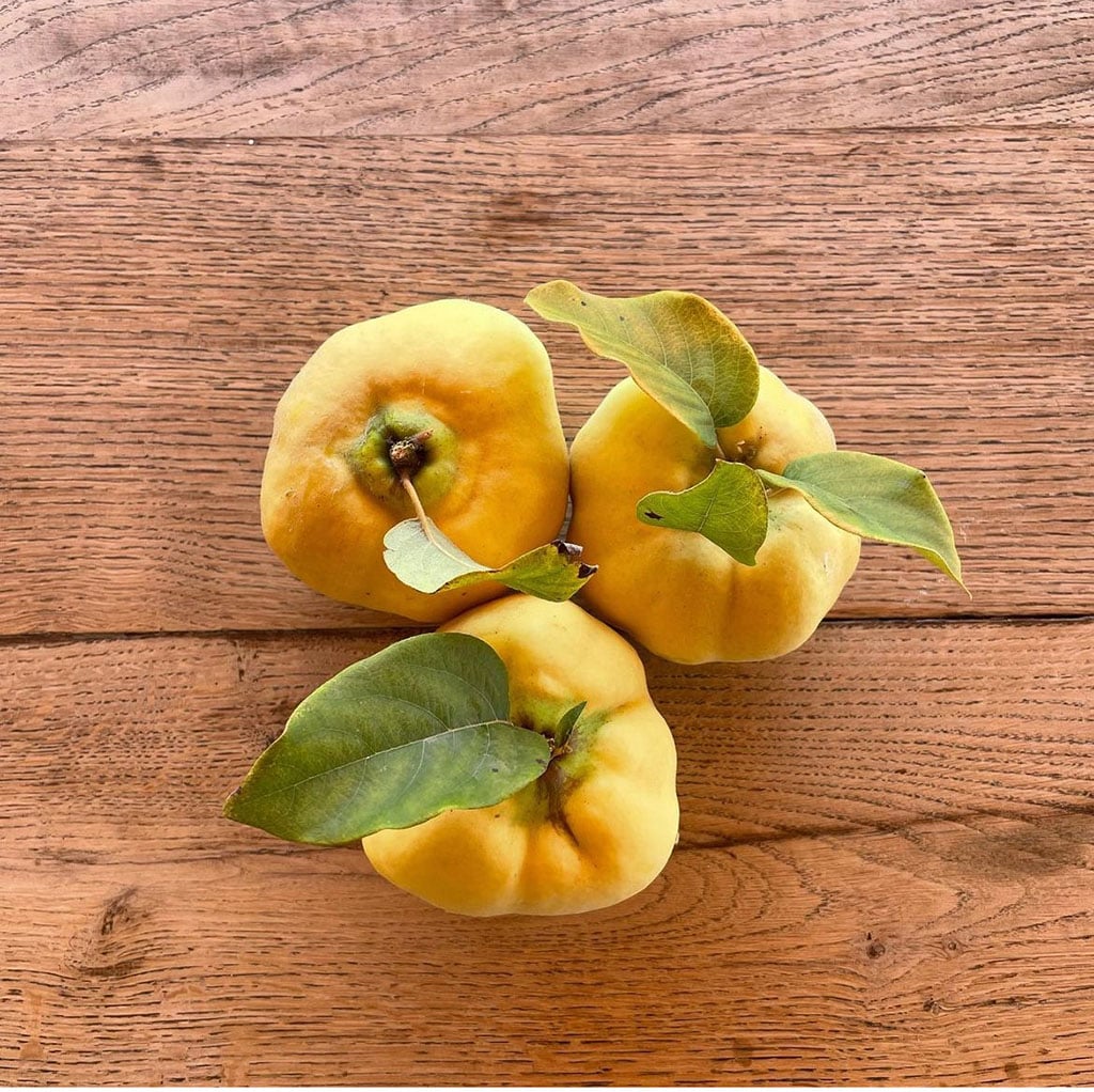 Quince fruit|Working through my harvest of quince