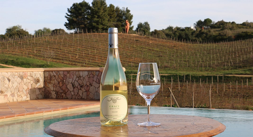 |Quinta dos Vales - Grapes Wine Algarve|Quinta dos Vales - Terroir Algarve|Quinta dos Vales Wine Tastings|Quinta dos Vales Work in the Vineyard