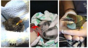 RIAS calls for help to “save baby wild animals”
