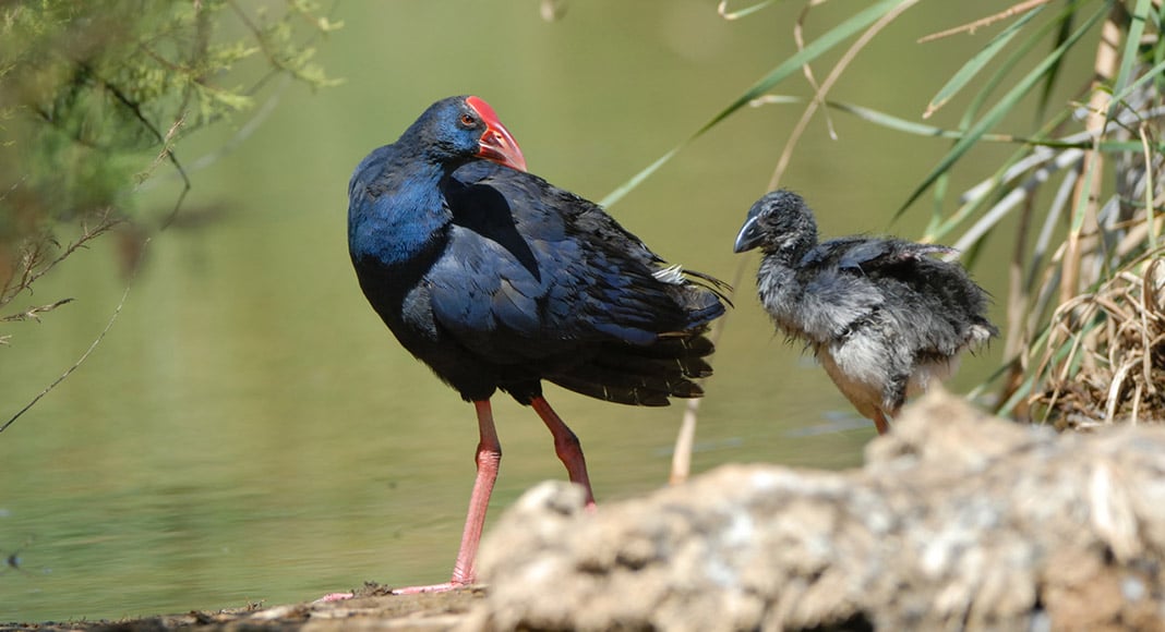 ‘Magical’ May brings top gymnasts and outdoor fun to Algarve
