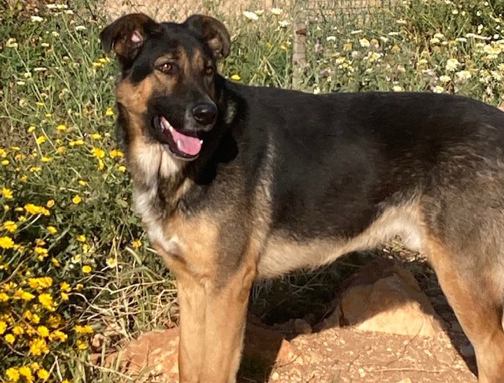Rafa & Co looking for good homes|Rafa & Co looking for good homes|Rafa & Co looking for good homes|Rafa & Co looking for good homes