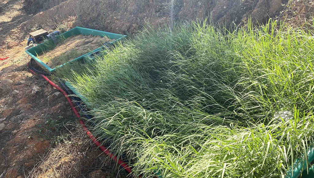 Reedy and waiting: the water treatment plants are thriving