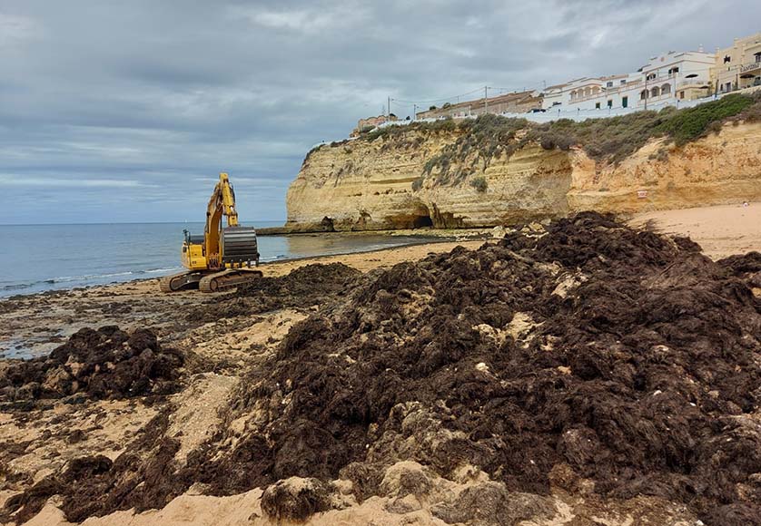 Seaweed removal underway at Carvoeiro beach|Seaweed removal underway at Carvoeiro beach|Seaweed removal underway at Carvoeiro beach|Seaweed removal underway at Carvoeiro beach|Seaweed removal underway at Carvoeiro beach