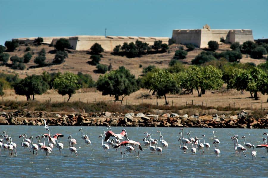 Reserva Sapal|Open Day at Eastern Algarve’s stunning salt marshes