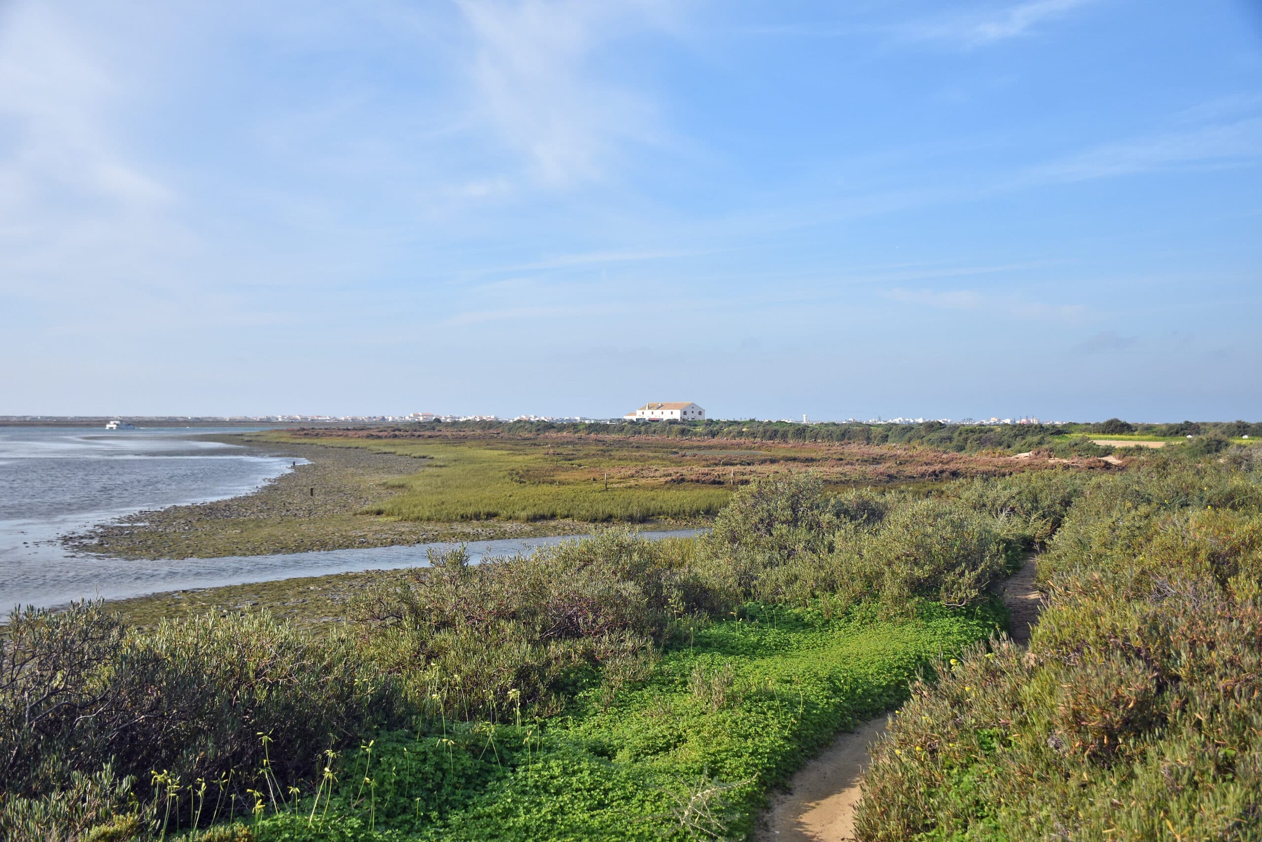 Tea bags used to study carbon storage in Algarve’s Ria Formosa