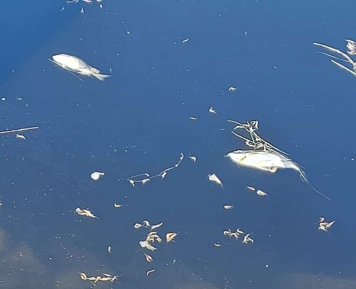 dead fish in Ria Formosa