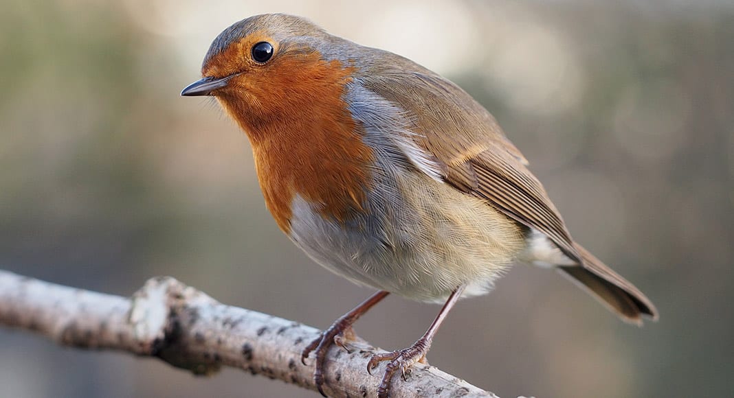 Pet Corner: Birds of a feather|Pet Corner: Birds of a feather|Pet Corner: Birds of a feather