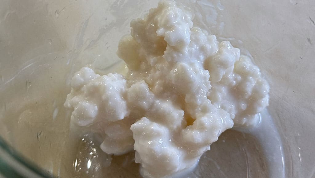 SCOBY or kefir grains|My kefir station