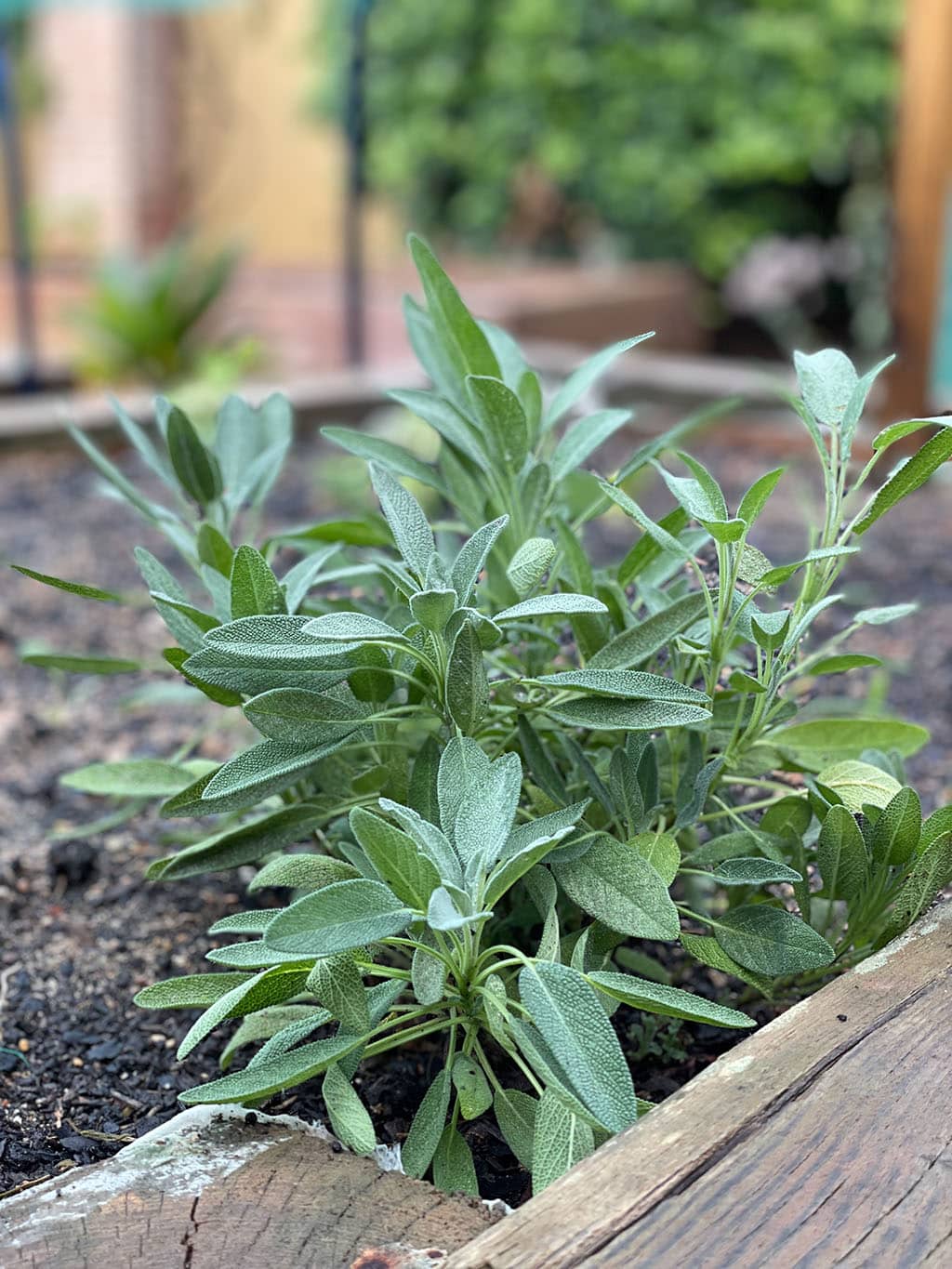 Sage in my garden|Sage and Chanterelles|Sage and its flavour affinities