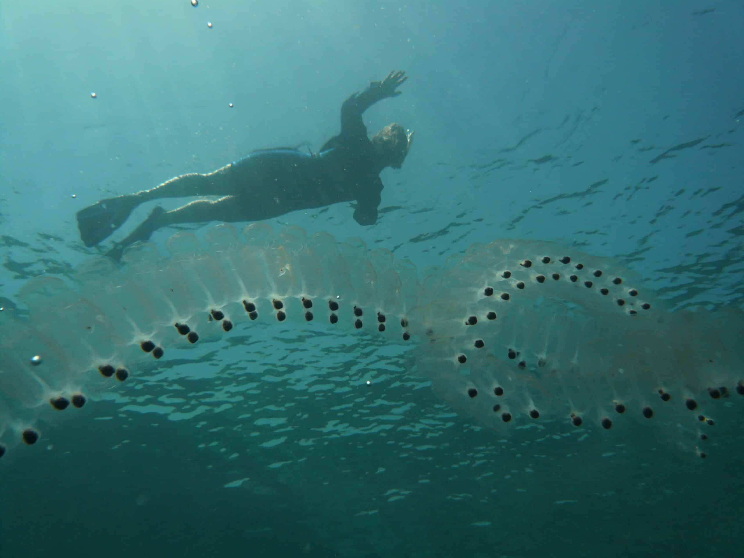Jellyfish-like organism Salp