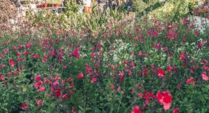Mediterranean Spring Garden Fair returns in March