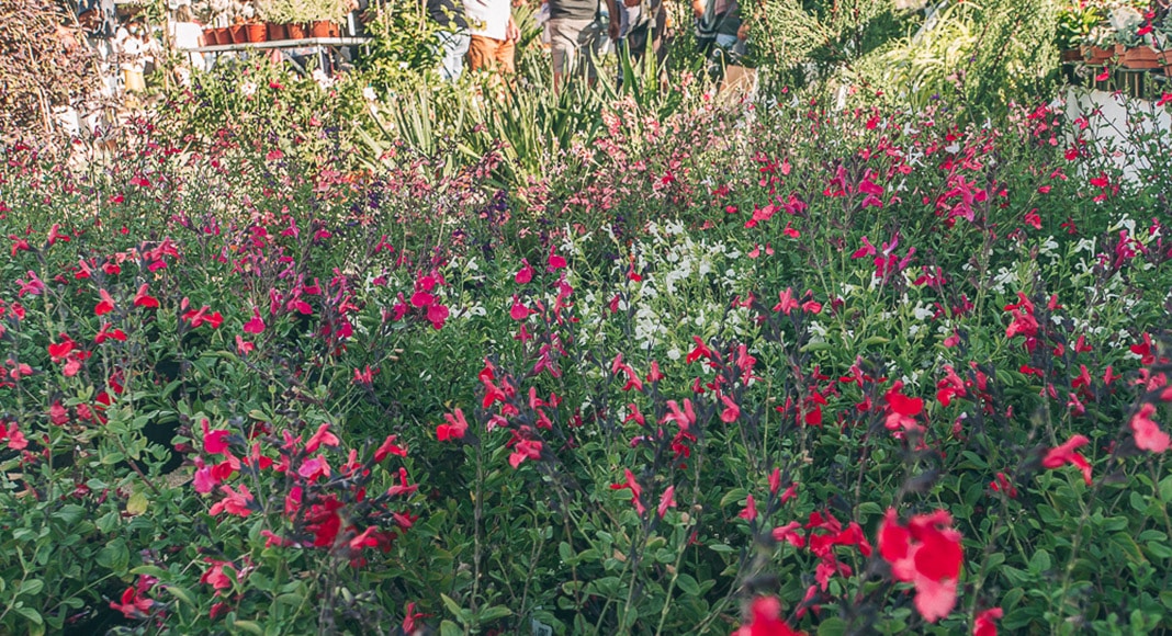 Mediterranean Spring Garden Fair returns in March