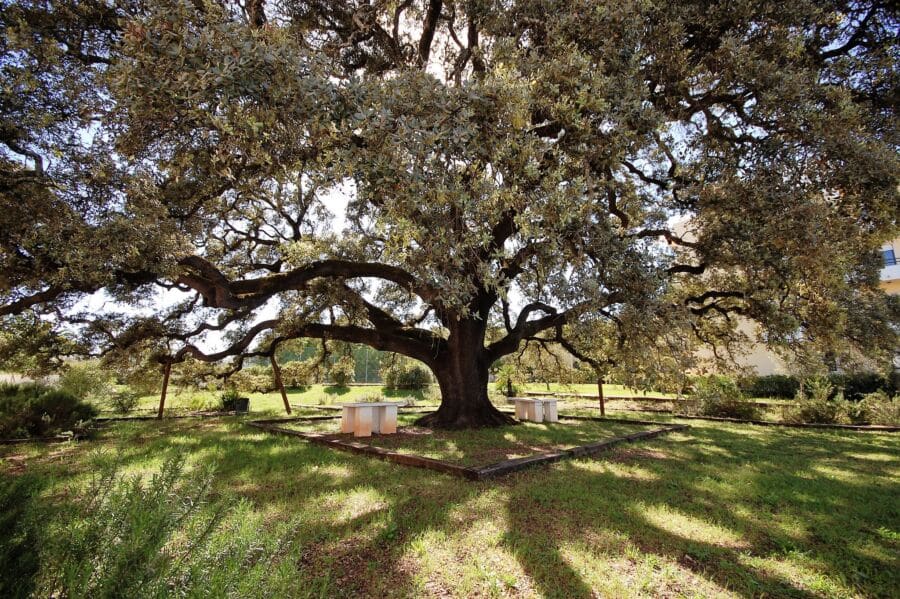 São Brás oak tree