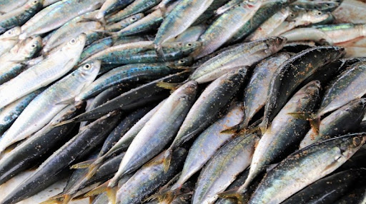Sardine fishing