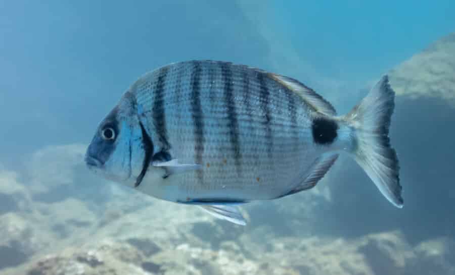 Costa Vicentina bream championed by scientists, fishermen and municipalities