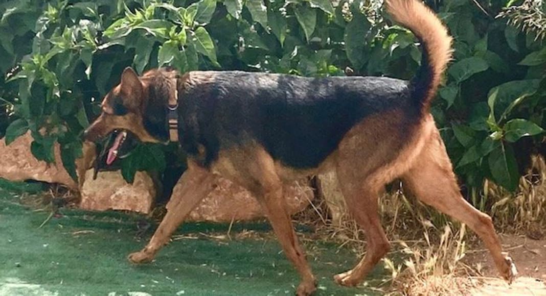 Sebby finally found a forever home in Alvor!