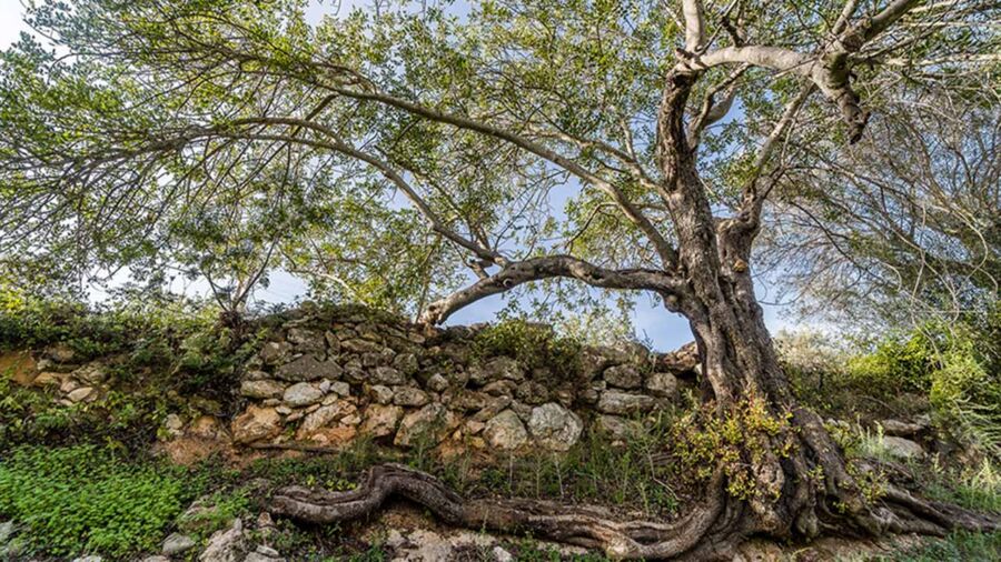 Lack of water and drought discussed in Querença